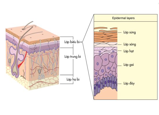 Cấu trúc của làn da là gì?
